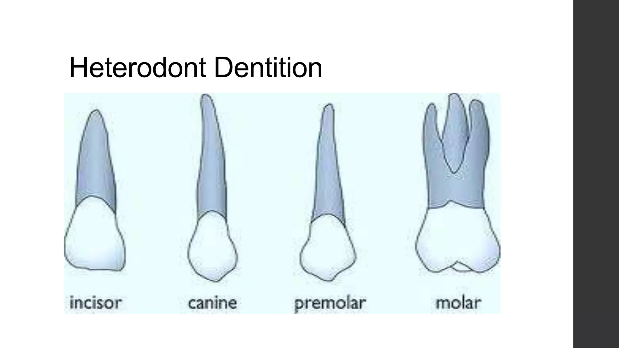 Heterodont Dentition

 
