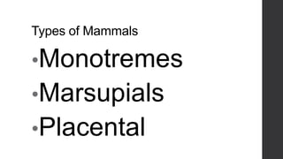 Types of Mammals

•Monotremes
•Marsupials
•Placental

 