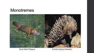 Monotremes

Duck-billed Platypus

Echidna (Spiny Anteater)

 