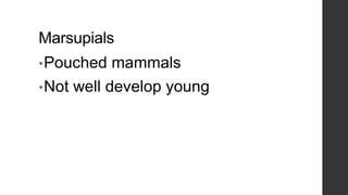Marsupials
• Pouched
• Not

mammals

well develop young

 