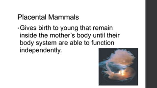 Placental Mammals
• Gives

birth to young that remain
inside the mother’s body until their
body system are able to function
independently.

 