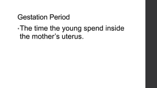 Gestation Period
• The

time the young spend inside
the mother’s uterus.

 
