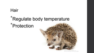 Hair

•Regulate body temperature
•Protection

 