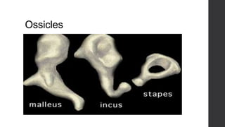 Ossicles

 