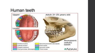 Human teeth

 