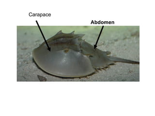 Merostomata