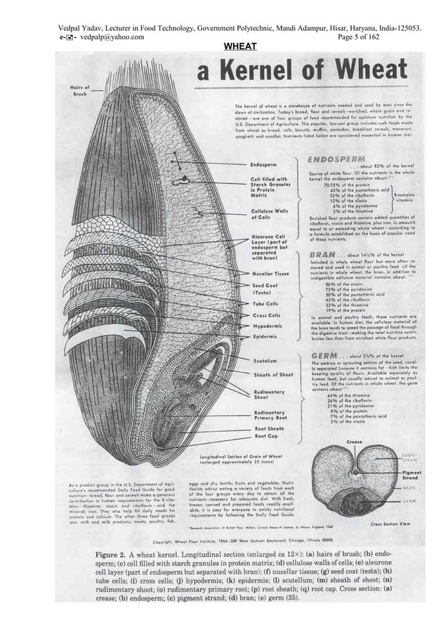 Technology of cereals and pulses Class notes PDF