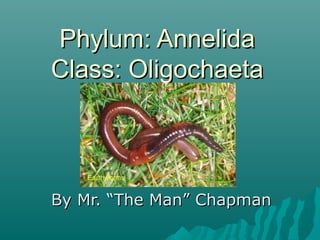 Phylum: AnnelidaPhylum: Annelida
Class: OligochaetaClass: Oligochaeta
By Mr. “The Man” ChapmanBy Mr. “The Man” Chapman
 