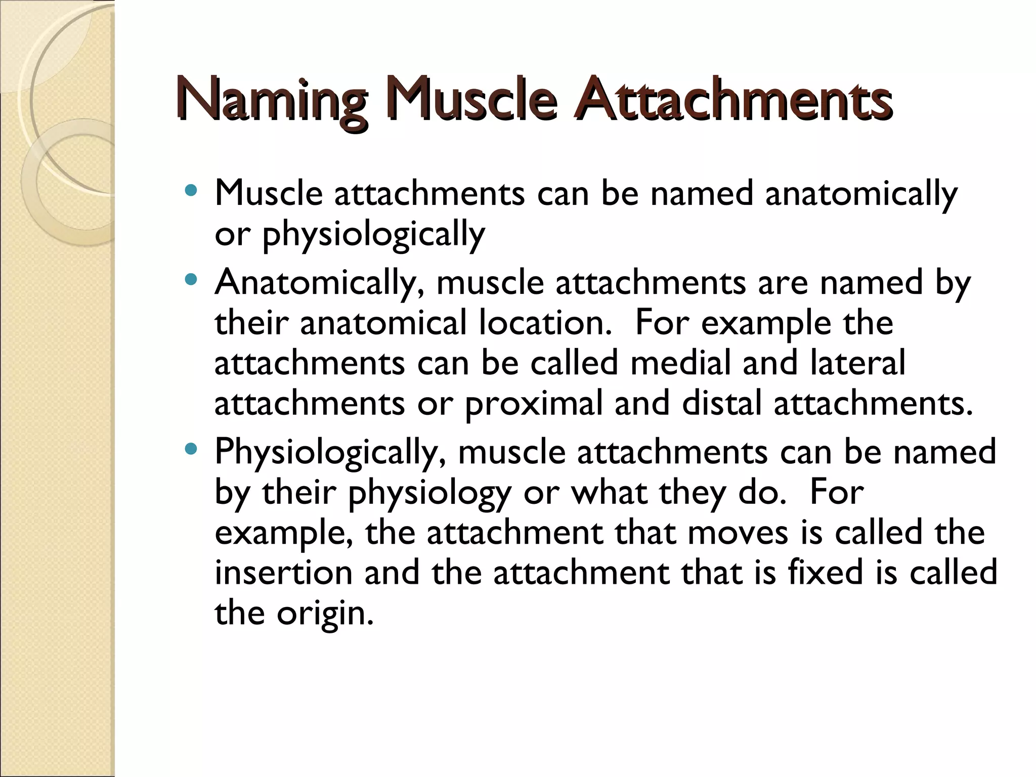 Naming   Muscle  Attachments Muscle attachments can be named anatomically or physiologically Anatomically, muscle attachments are named by their anatomical location.  For example the attachments can be called medial and lateral attachments or proximal and distal attachments. Physiologically, muscle attachments can be named by their physiology or what they do.  For example, the attachment that moves is called the insertion and the attachment that is fixed is called the origin. 