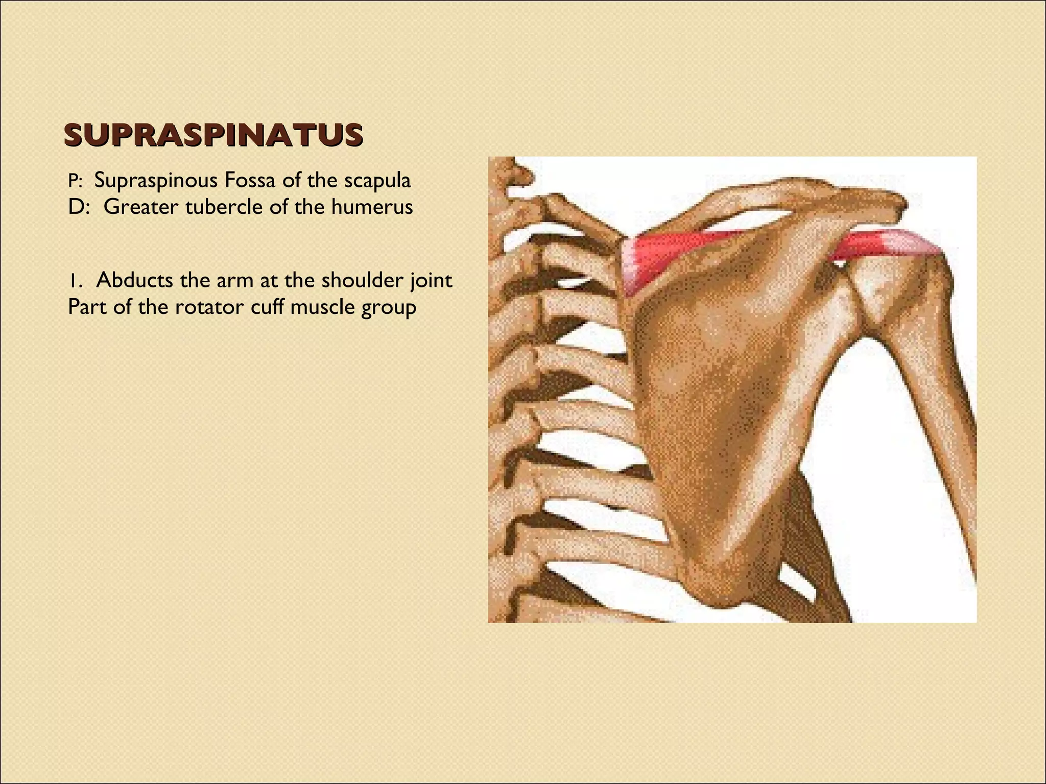 SUPRASPINATUS P:  Supraspinous Fossa of the scapula D:  Greater tubercle of the humerus 1 .  Abducts the arm at the shoulder joint Part of the rotator cuff muscle group 