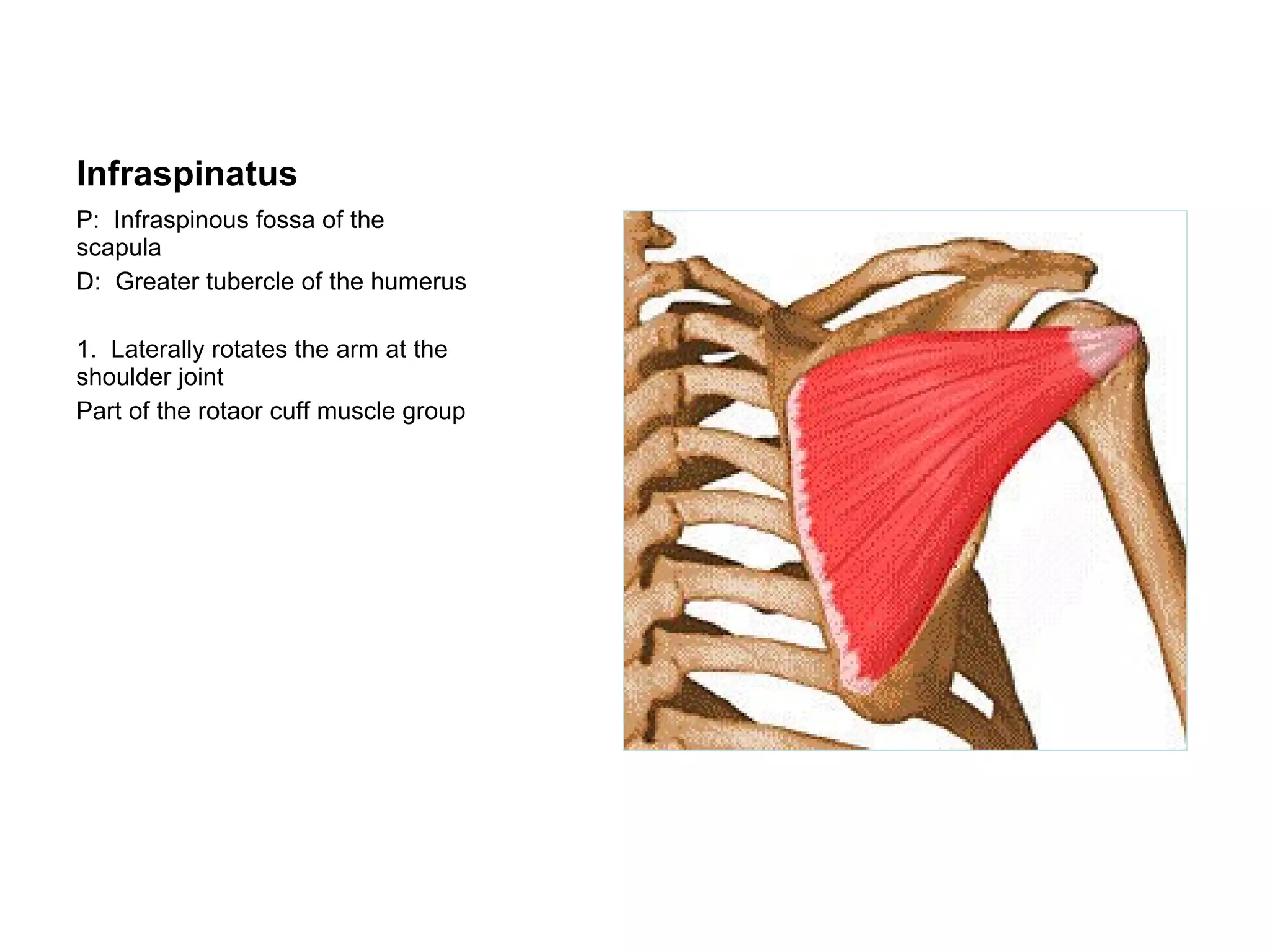 Infraspinatus P:  Infraspinous fossa of the scapula D:  Greater tubercle of the humerus 1.  Laterally rotates the arm at the shoulder joint Part of the rotaor cuff muscle group 