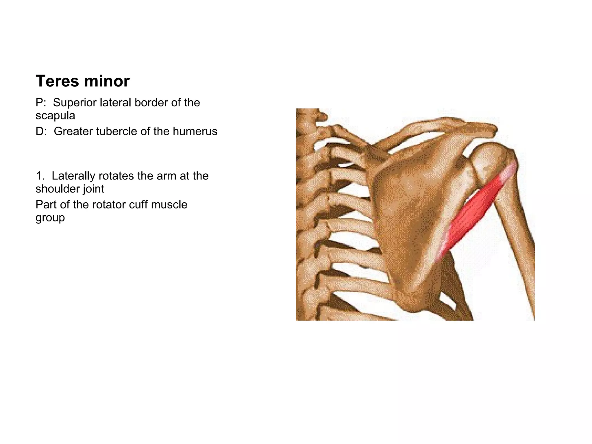 Teres minor P:  Superior lateral border of the scapula D:  Greater tubercle of the humerus  1.  Laterally rotates the arm at the shoulder joint Part of the rotator cuff muscle group 