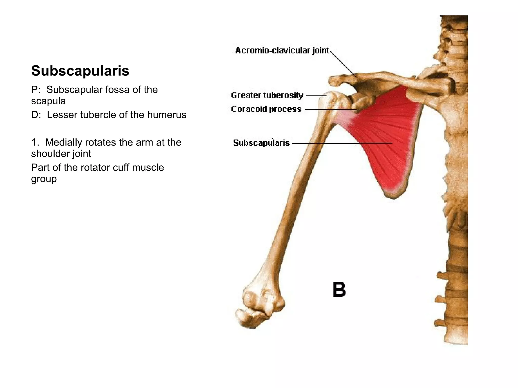 Subscapularis P:  Subscapular fossa of the scapula D:  Lesser tubercle of the humerus 1.  Medially rotates the arm at the shoulder joint Part of the rotator cuff muscle group 