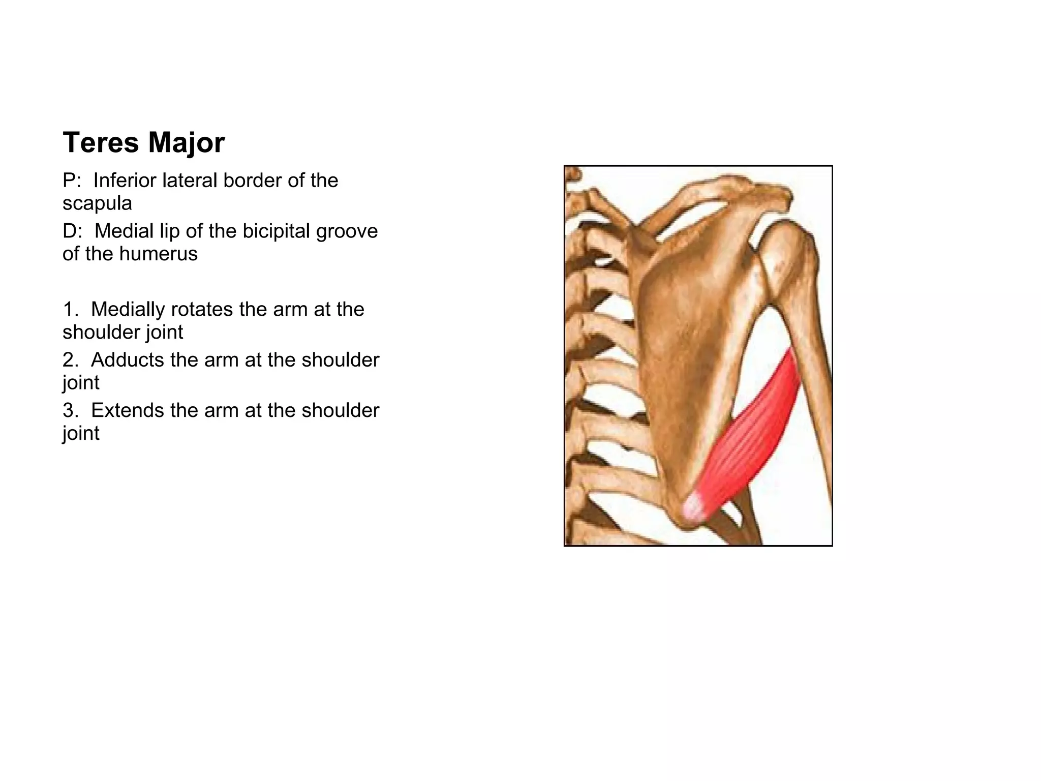 Teres Major P:  Inferior lateral border of the scapula D:  Medial lip of the bicipital groove of the humerus 1.  Medially rotates the arm at the shoulder joint 2.  Adducts the arm at the shoulder joint 3.  Extends the arm at the shoulder joint 