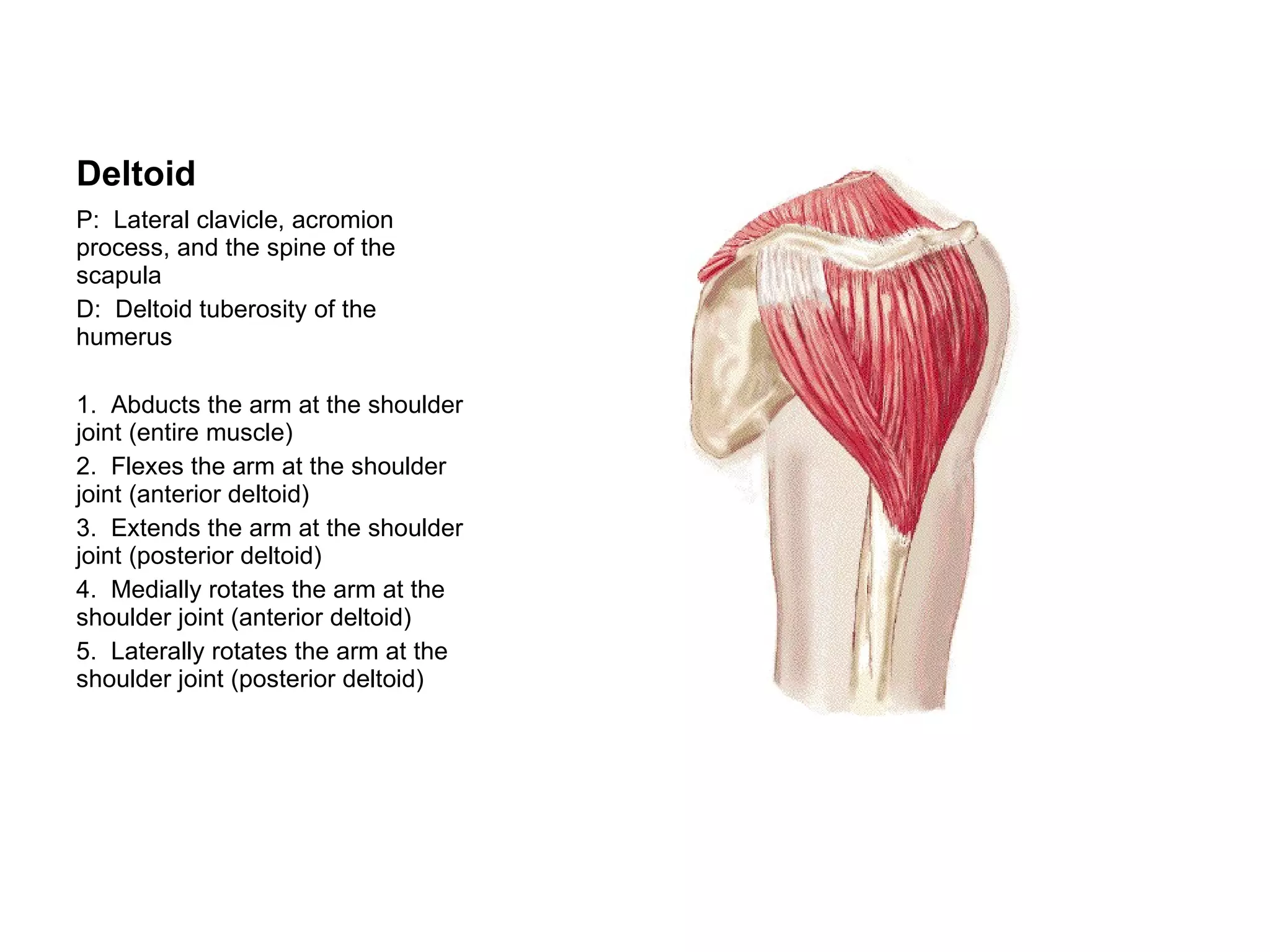 Deltoid P:  Lateral clavicle, acromion process, and the spine of the scapula D:  Deltoid tuberosity of the humerus 1.  Abducts the arm at the shoulder joint (entire muscle) 2.  Flexes the arm at the shoulder joint (anterior deltoid) 3.  Extends the arm at the shoulder joint (posterior deltoid) 4.  Medially rotates the arm at the shoulder joint (anterior deltoid) 5.  Laterally rotates the arm at the shoulder joint (posterior deltoid) 