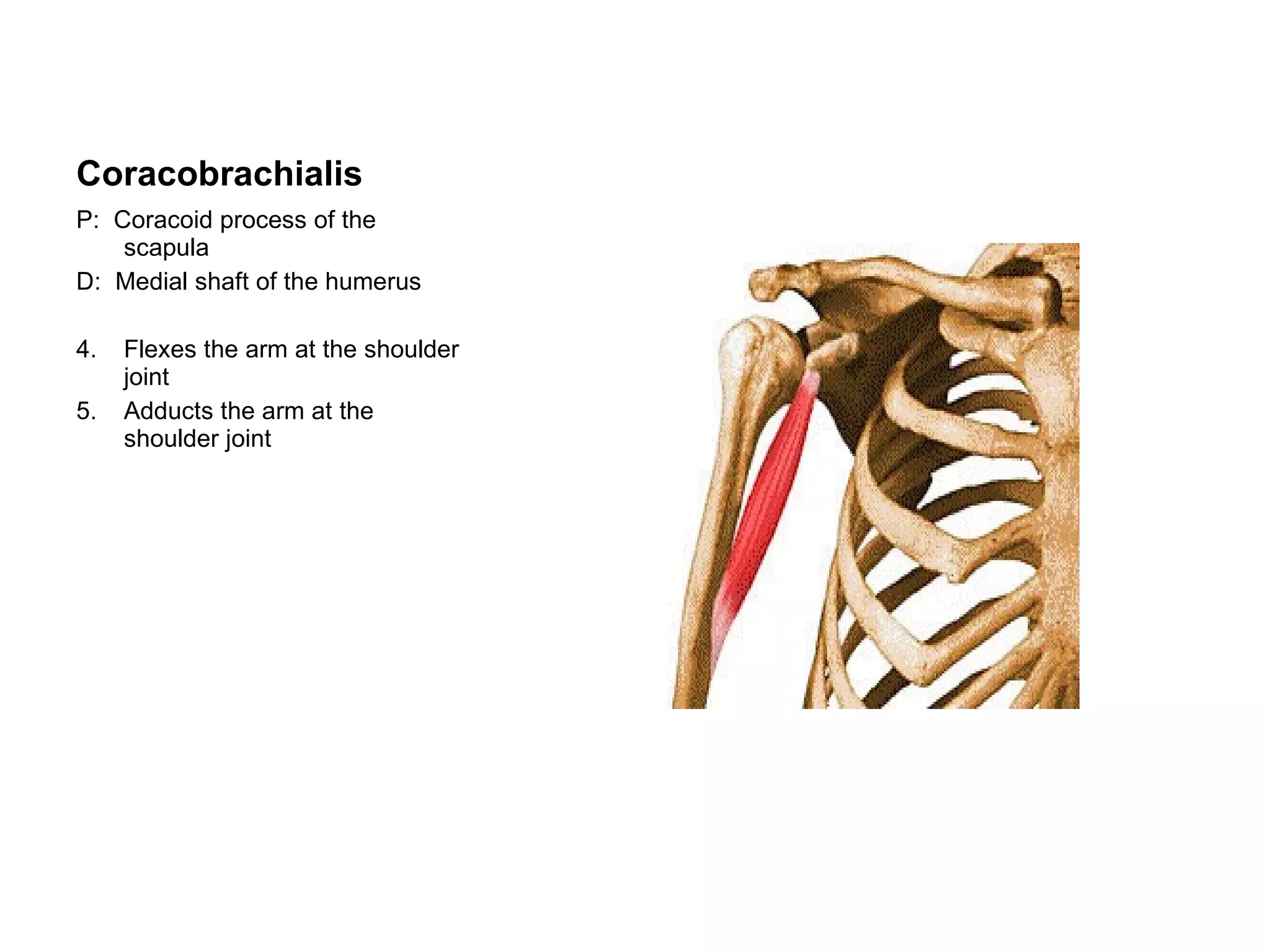 Coracobrachialis P:  Coracoid process of the scapula D:  Medial shaft of the humerus Flexes the arm at the shoulder joint Adducts the arm at the shoulder joint 