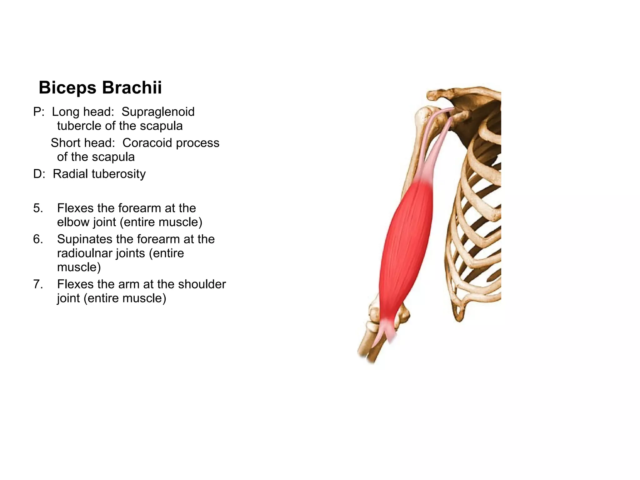 Biceps Brachii P:  Long head:  Supraglenoid tubercle of the scapula Short head:  Coracoid process of the scapula D:  Radial tuberosity Flexes the forearm at the elbow joint (entire muscle) Supinates the forearm at the radioulnar joints (entire muscle) Flexes the arm at the shoulder joint (entire muscle) 