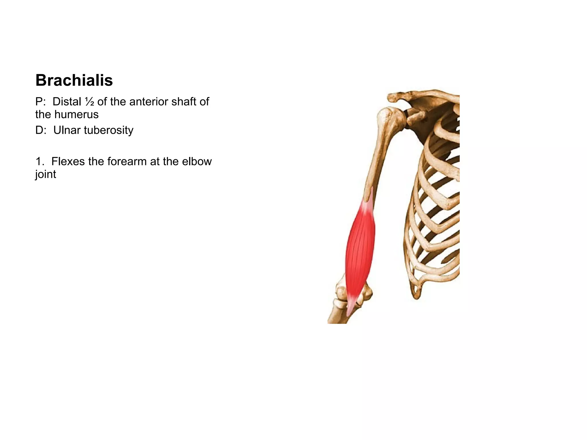 Brachialis P:  Distal ½ of the anterior shaft of the humerus D:  Ulnar tuberosity 1.  Flexes the forearm at the elbow joint 