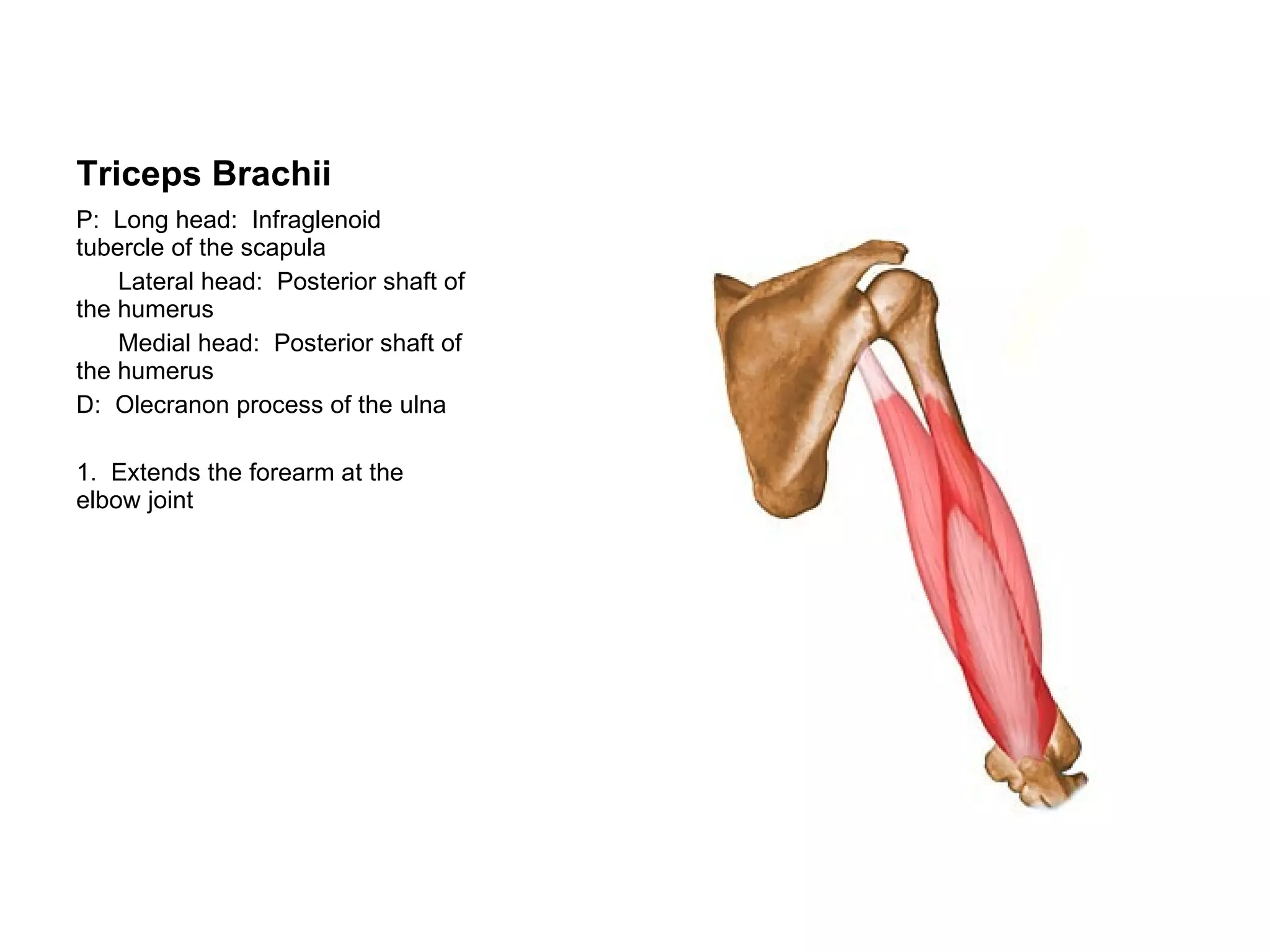 Triceps Brachii P:  Long head:  Infraglenoid tubercle of the scapula Lateral head:  Posterior shaft of the humerus Medial head:  Posterior shaft of the humerus D:  Olecranon process of the ulna 1.  Extends the forearm at the elbow joint 