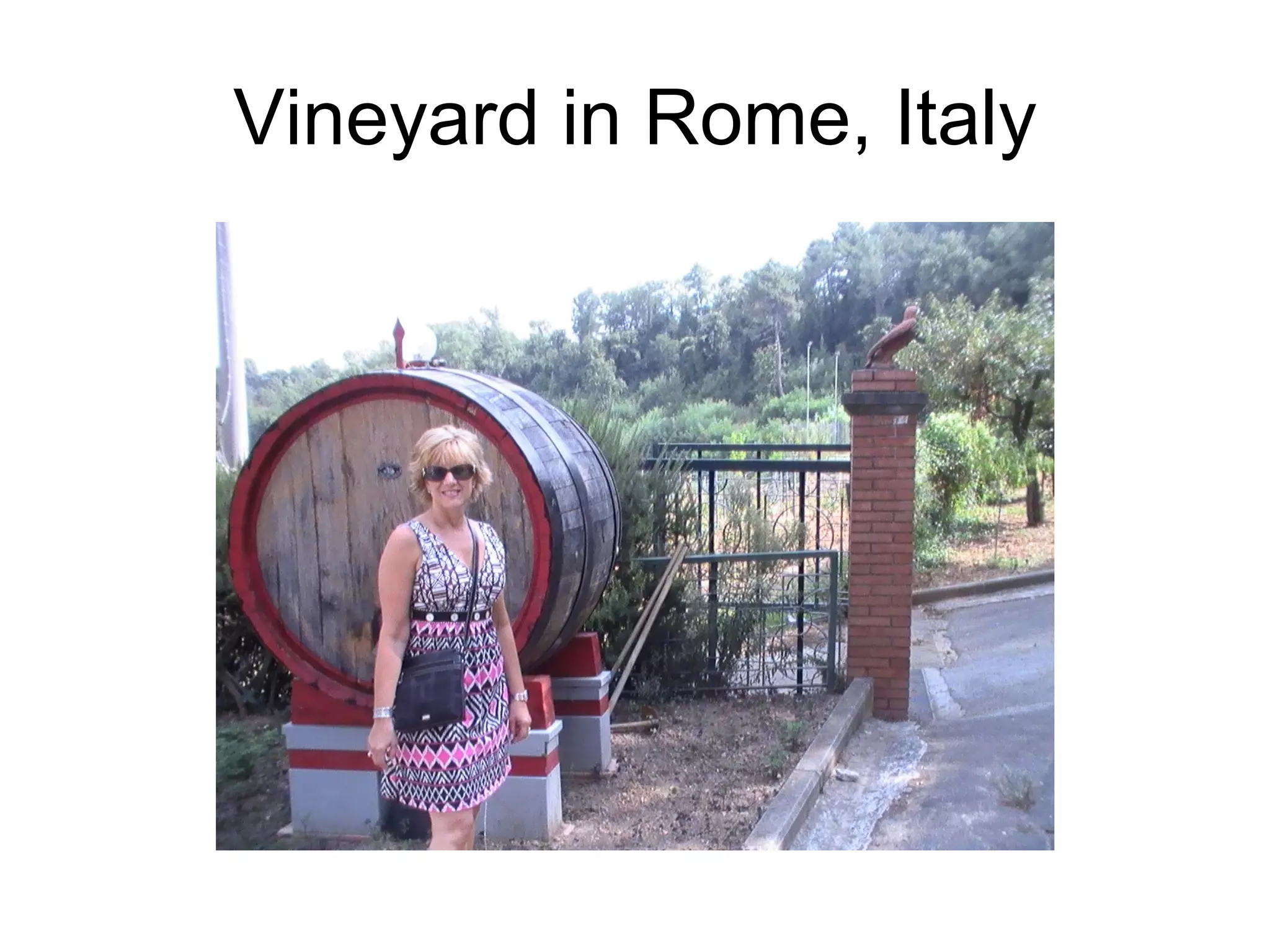 Vineyard in Rome, Italy 