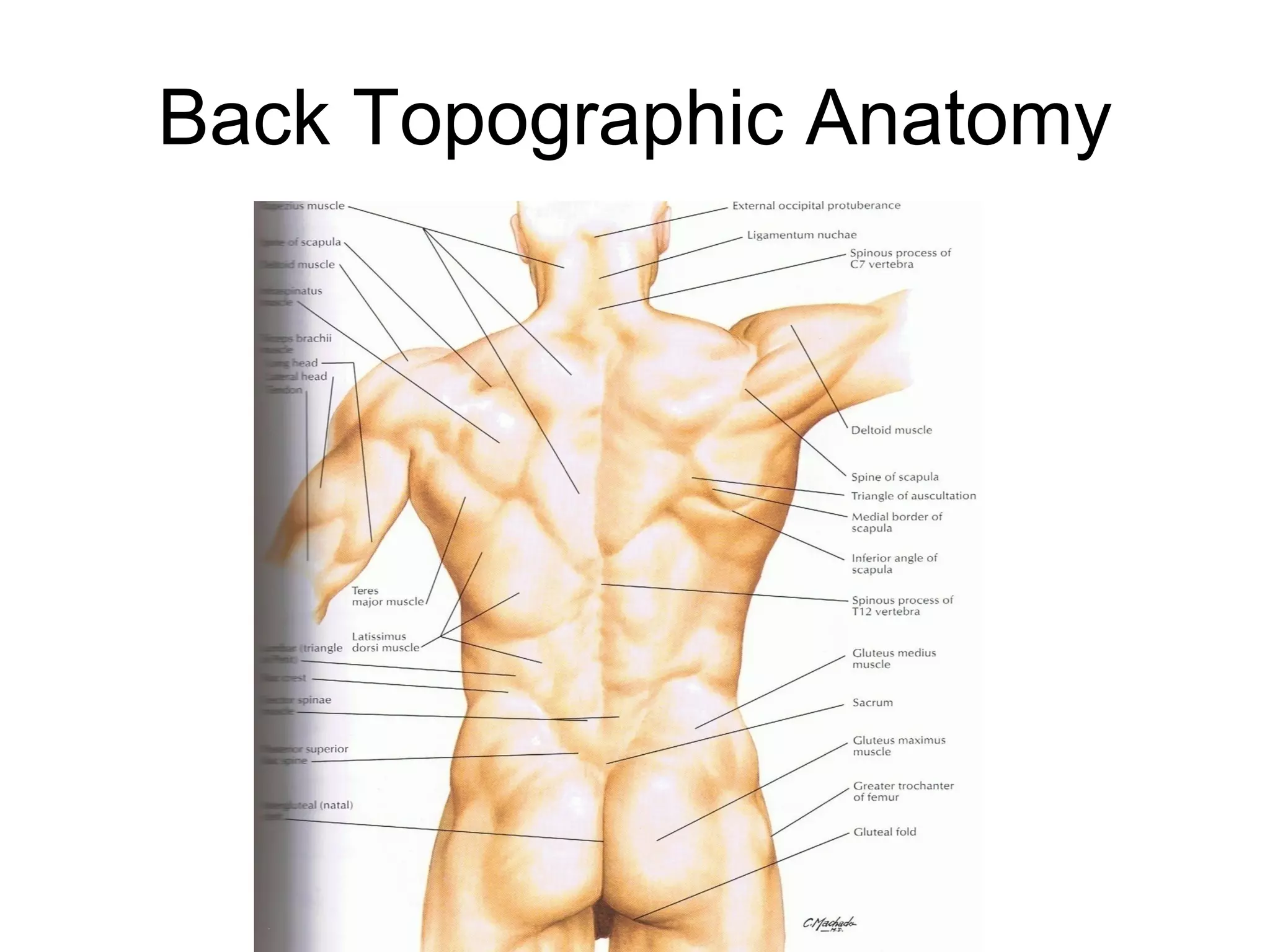 Back Topographic Anatomy 