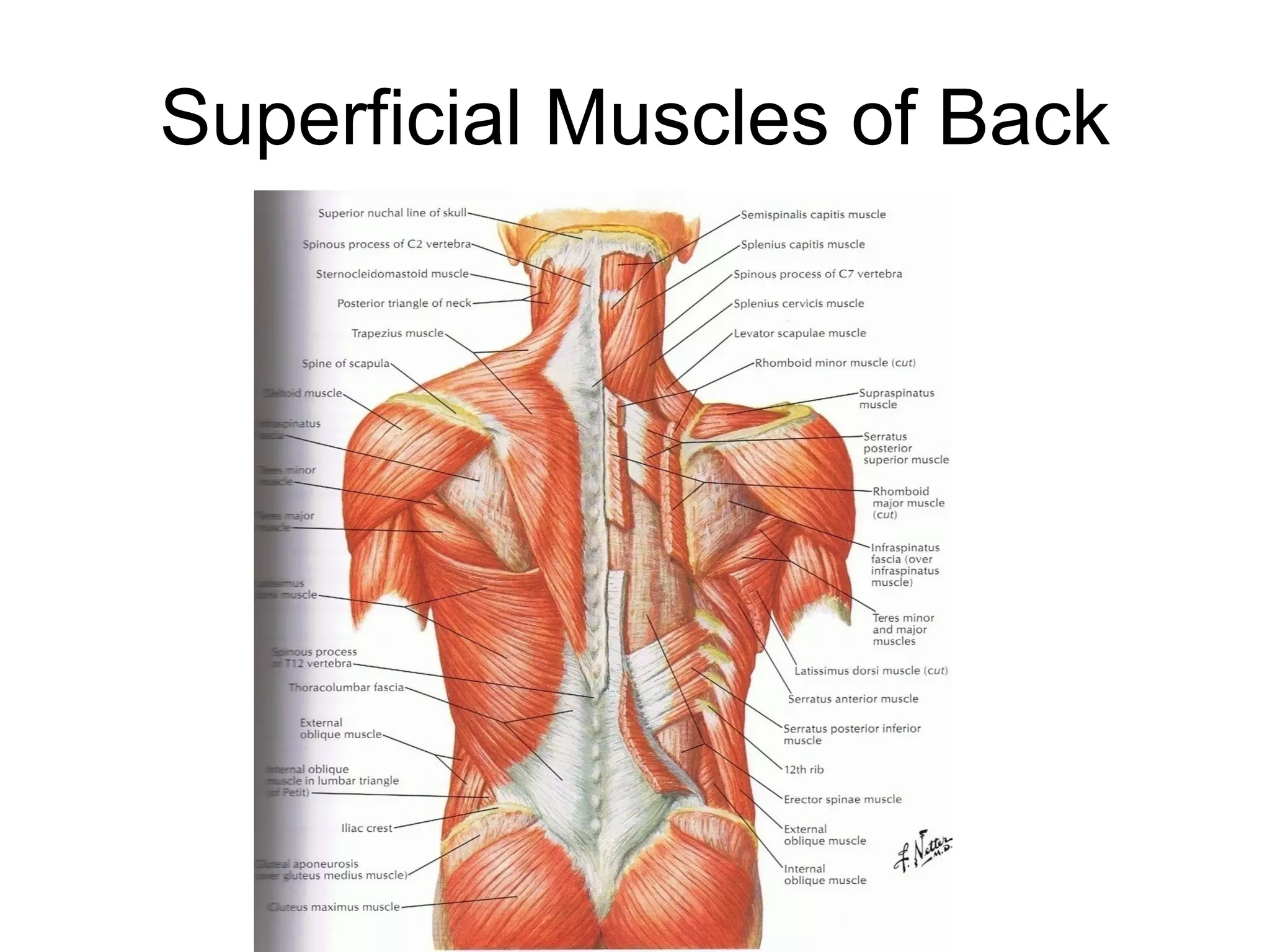 Superficial Muscles of Back 