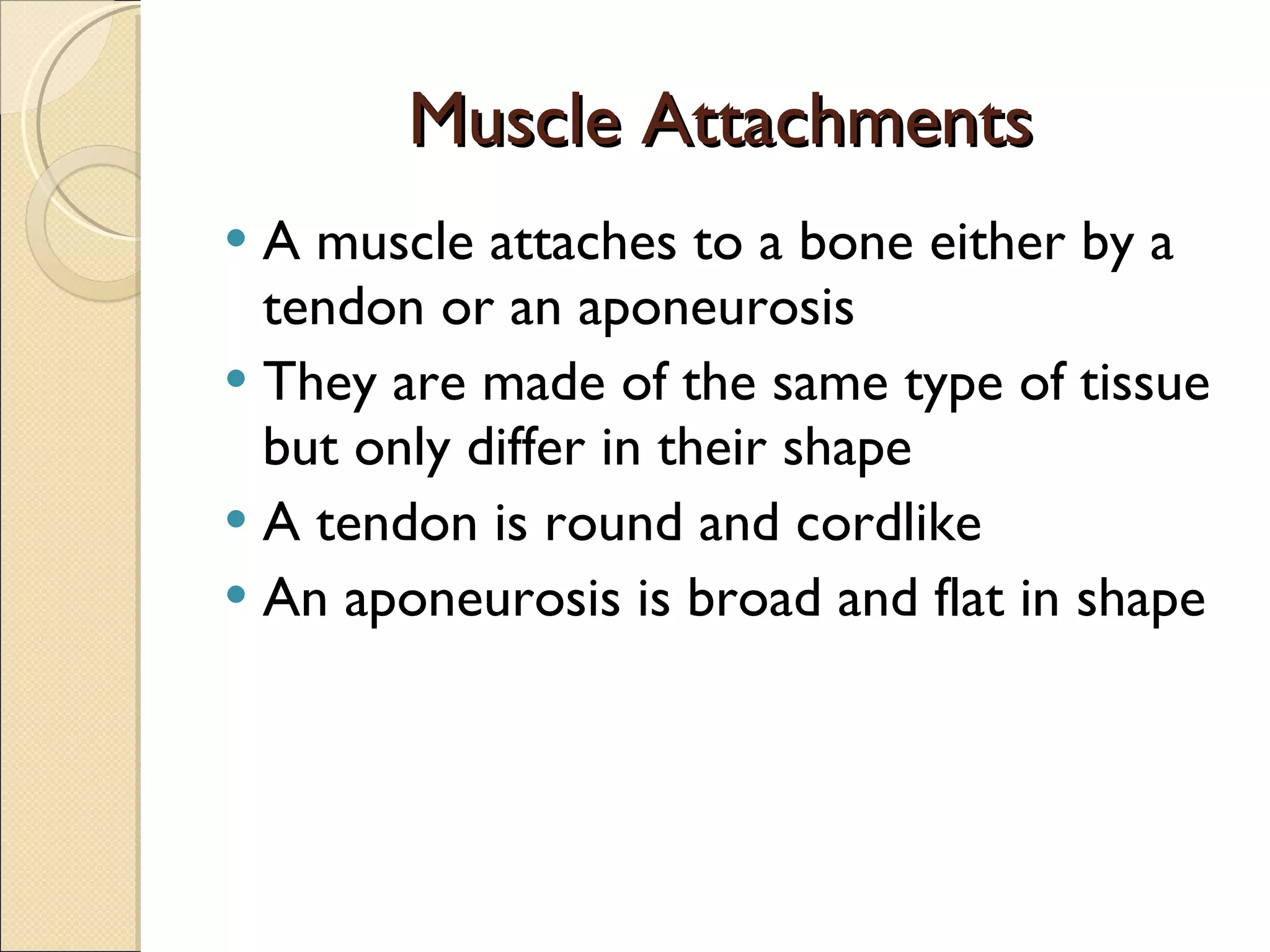 Muscle Attachments A muscle attaches to a bone either by a tendon or an aponeurosis They are made of the same type of tissue but only differ in their shape A tendon is round and cordlike An aponeurosis is broad and flat in shape 