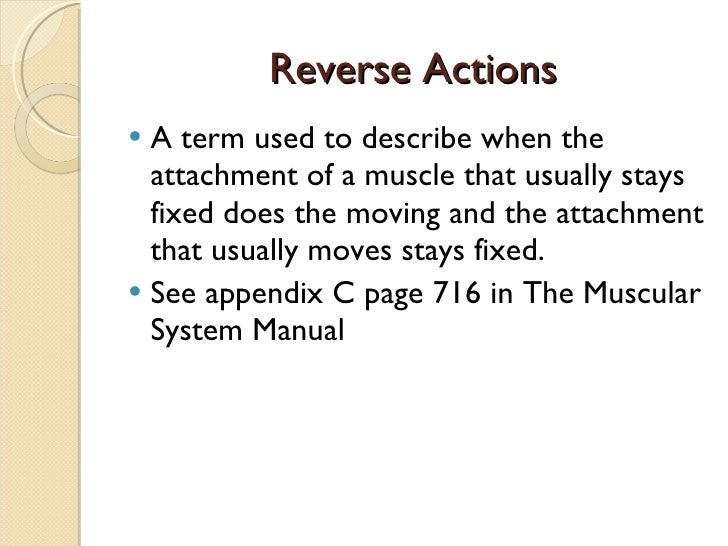 Class One Ap1 Muscles