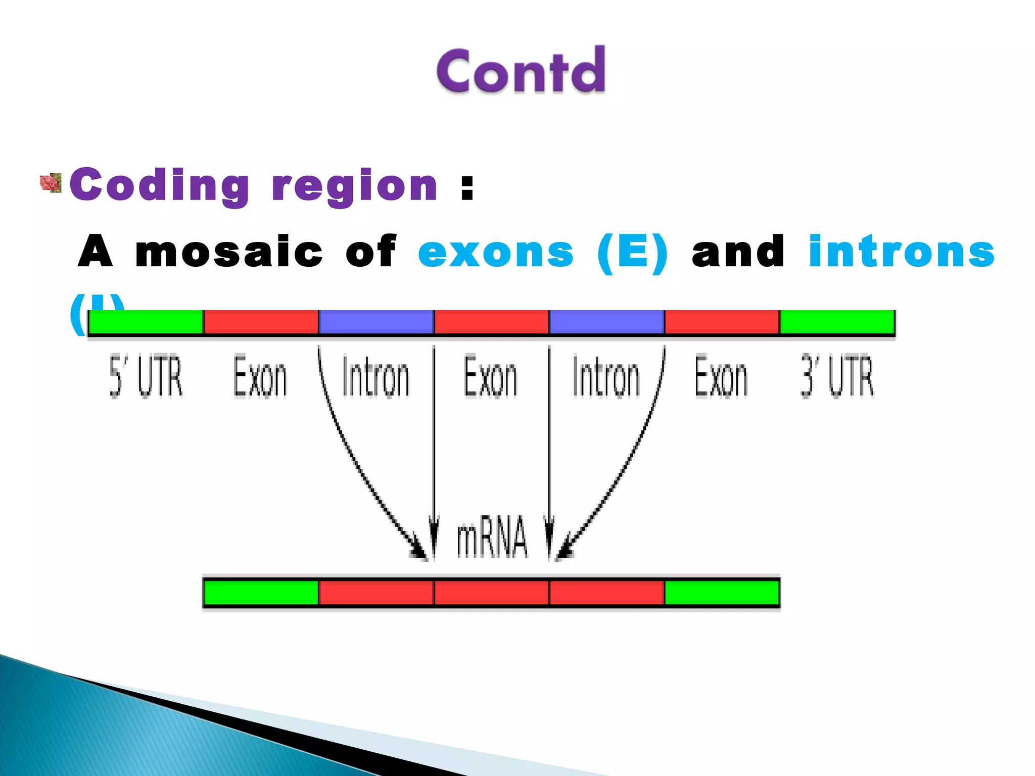 Terminology related to molecular biology and genetics | PPT