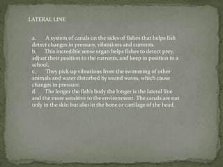 LATERAL LINE


 a.    A system of canals on the sides of fishes that helps fish
 detect changes in pressure, vibrations and currents.
 b. This incredible sense organ helps fishes to detect prey,
 adjust their position to the currents, and keep in position in a
 school.
 c.    They pick up vibrations from the swimming of other
 animals and water disturbed by sound waves, which cause
 changes in pressure.
 d. The longer the fish’s body the longer is the lateral line
 and the more sensitive to the environment. The canals are not
 only in the skin but also in the bone or cartilage of the head.
 