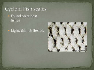  Found on teleost
 fishes

 Light, thin, & flexible
 