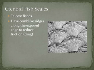  Teleost fishes
 Have comblike ridges
 along the exposed
 edge to reduce
 friction (drag)
 