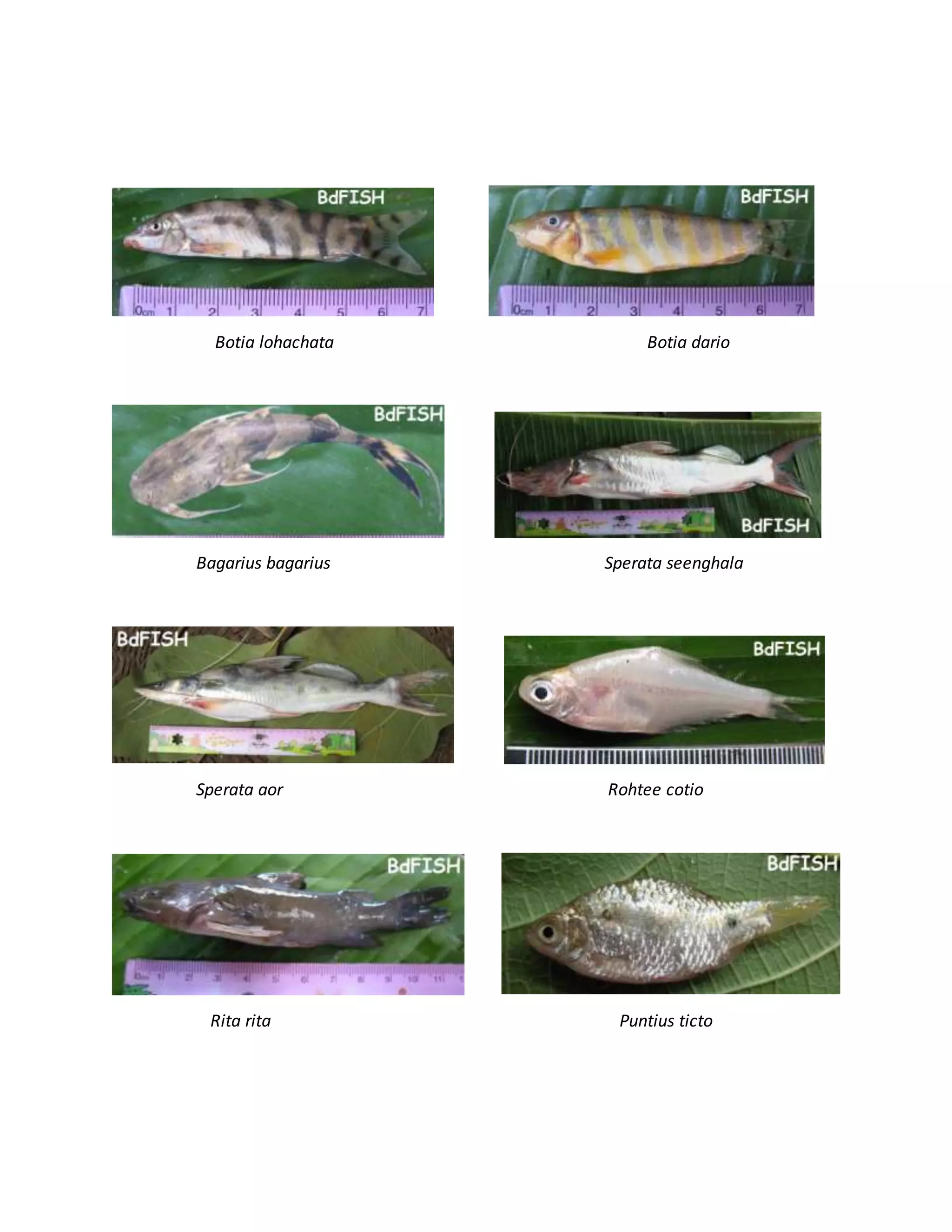 Botia lohachata Botia dario
Bagarius bagarius Sperata seenghala
Sperata aor Rohtee cotio
Rita rita Puntius ticto
 