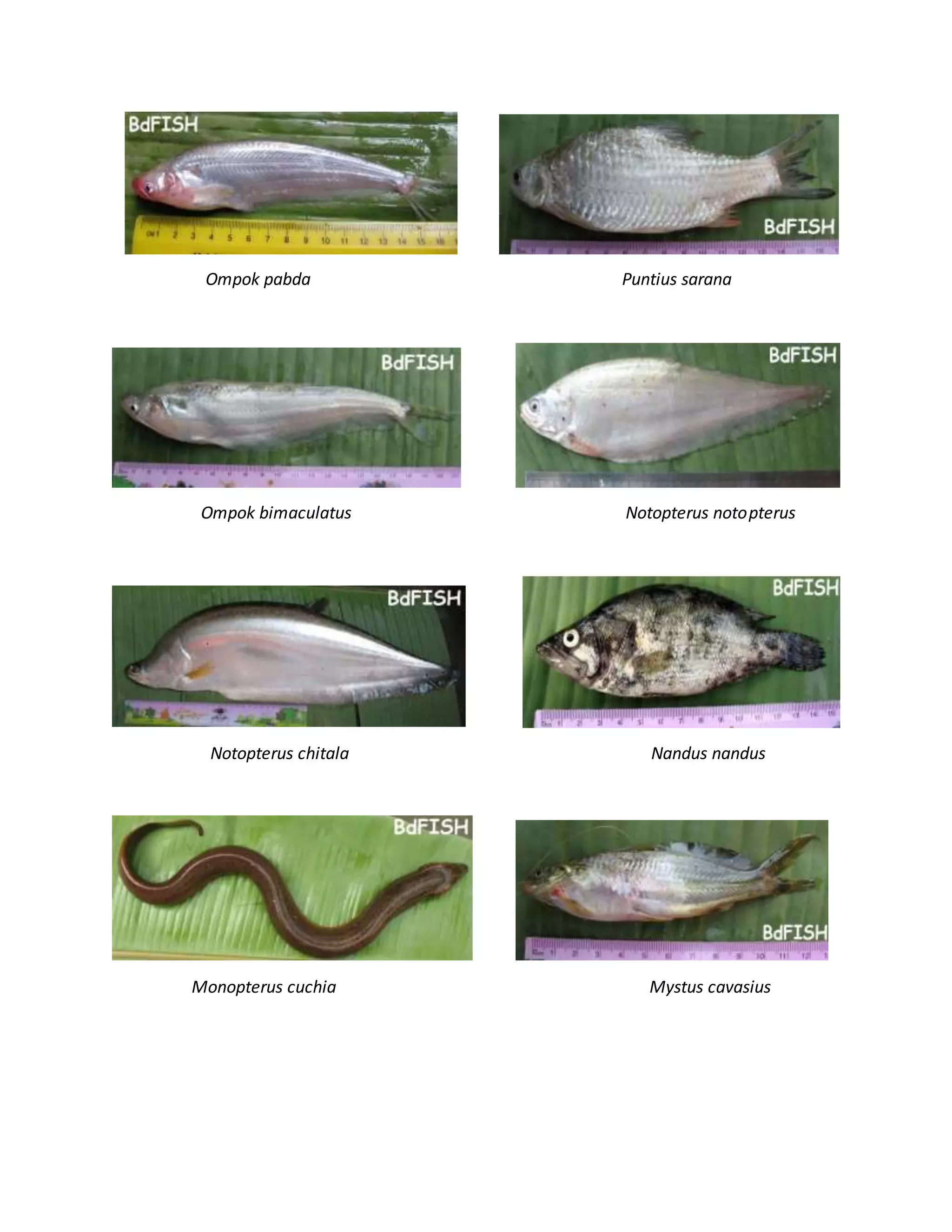 Ompok pabda Puntius sarana
Ompok bimaculatus Notopterus notopterus
Notopterus chitala Nandus nandus
Monopterus cuchia Mystus cavasius
 