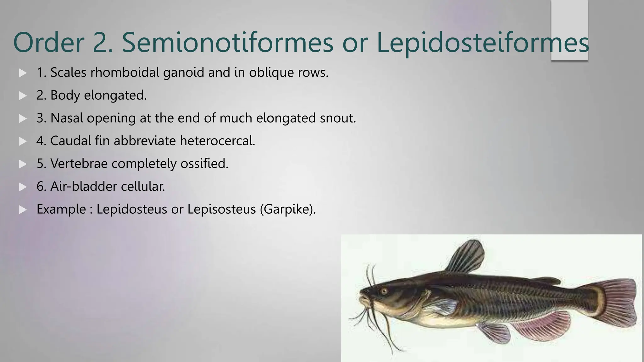 Class Pisces. General characteristics and classifications of Super ...
