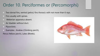 Percomorpha Fish Examples Class Pisces. General characteristics and classifications of Super ...