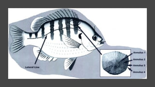 Characteristics of class Pisces of kingdom Animalea | PPTX