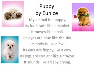Puppy
          by Eunice
        My animal is a puppy.
     Its fur is soft like a blanket.
          It moves like a ball.
   Its eyes are blue like the sky.
         Its body is like a fox.
  Its ears are floppy like a cow.
Its legs are straight like a crayon.
    It sounds like a baby crying.
 