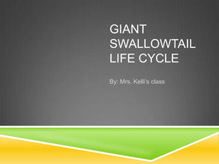 GIANT
SWALLOWTAIL
LIFE CYCLE
By: Mrs. Kelli’s class
 
