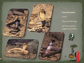 Garrrett james

Cobra

They eat little bugs

and they move by
wiggleing its bodes
 