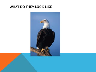 WHAT DO THEY LOOK LIKE
 