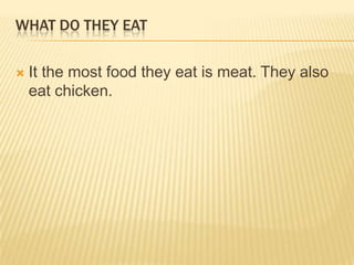 WHAT DO THEY EAT

   It the most food they eat is meat. They also
    eat chicken.
 