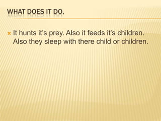WHAT DOES IT DO.

   It hunts it’s prey. Also it feeds it’s children.
    Also they sleep with there child or children.
 