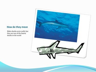 How do they move
Mako sharks swim really fast
they are one of the fastest
sharks in the world
 