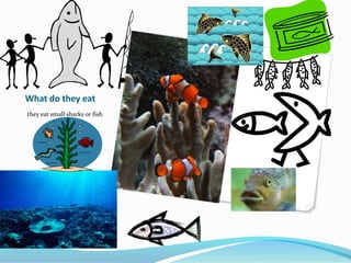 What do they eat
they eat small sharks or fish
 