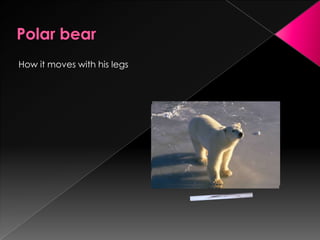 How it moves with his legs
 