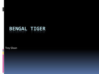 BENGAL TIGER


Trey Sloan
 