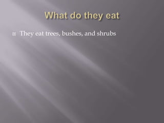    They eat trees, bushes, and shrubs
 