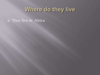    They live in Africa
 