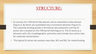 STRUCTURE:
• GI consists of a TIM barrel-like domain and an extended α-helix domain
(Figure A, B) which are assembled into...
